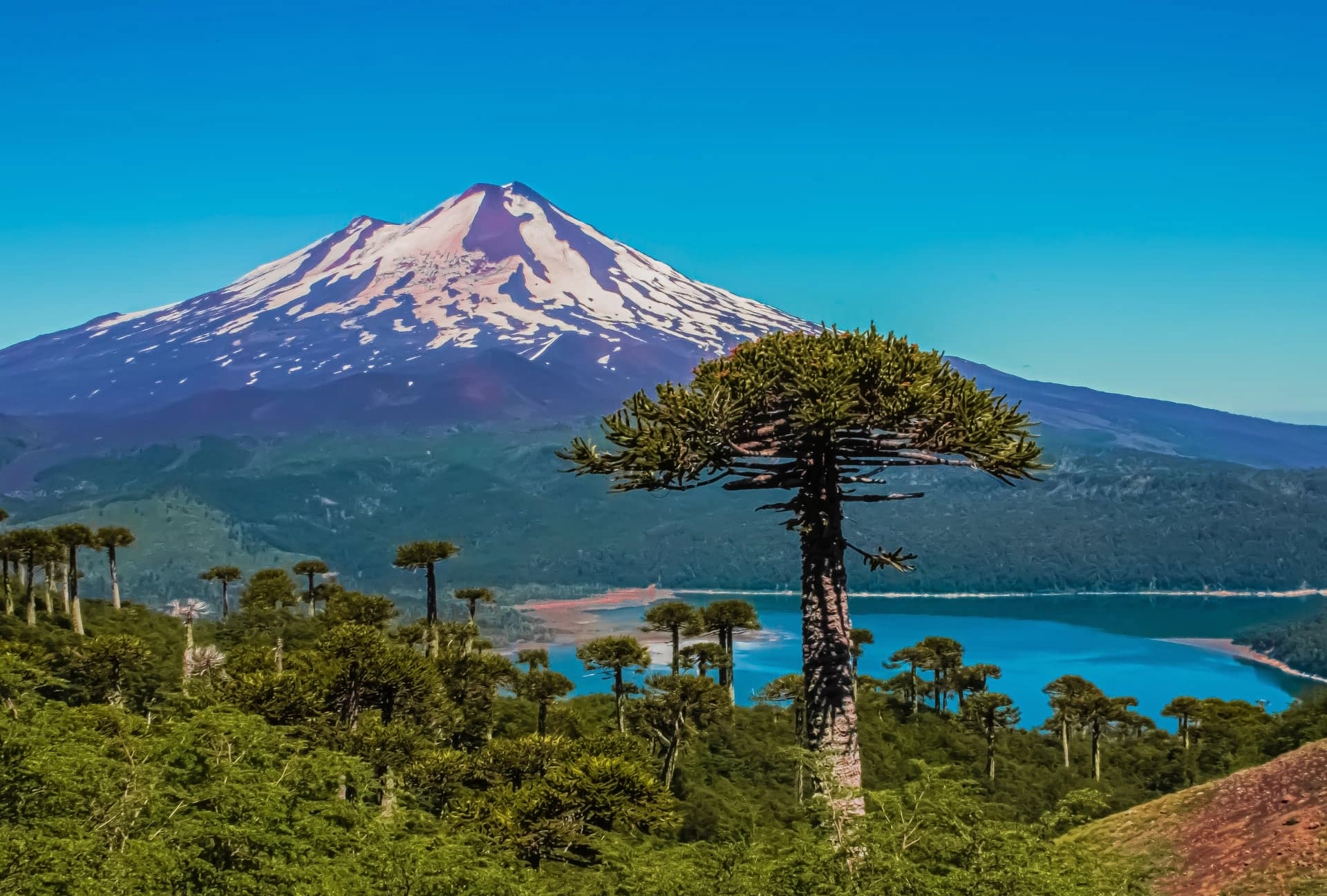 Ancient Forests & National Parks - 1