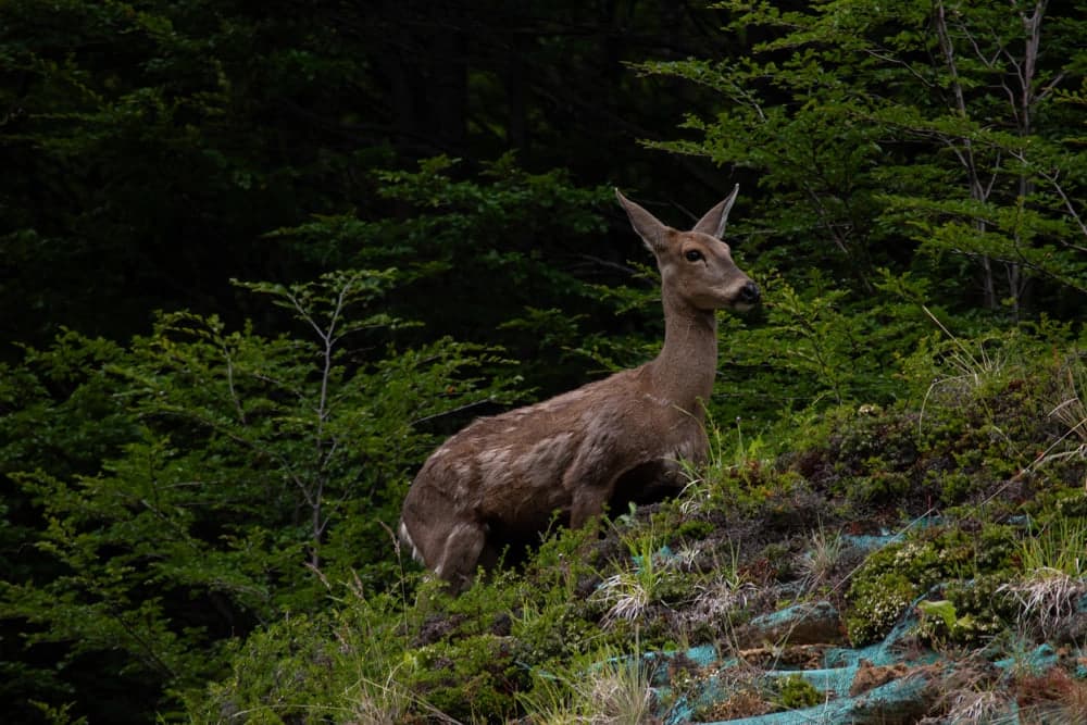 Parque Cerro Castillo - 1
