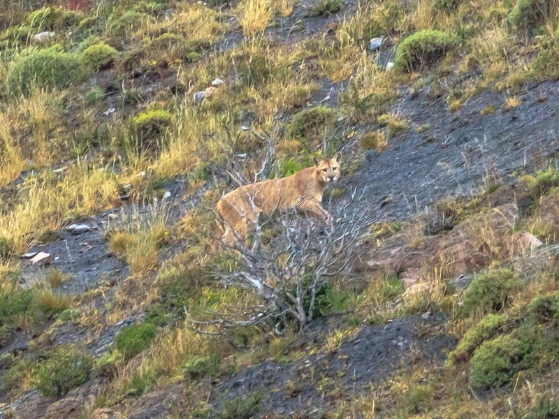 Puma & Wildlife Tracking - 2